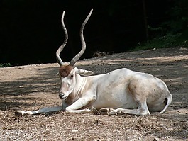 addax,羚羊,野生動物