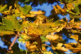 葉子,秋季,性質(zhì)