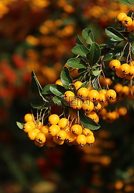 布什,秋季,莓果