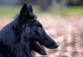 比利時(shí)牧羊犬,狗,黑