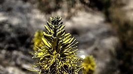 毛虫,沙漠植物,绿色