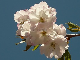 櫻花,開花,樹