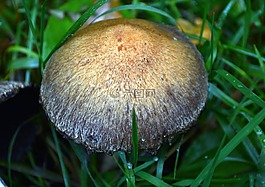 蘑菇,草,湿