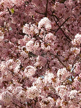 櫻花,開(kāi)花,樹(shù)