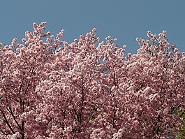 櫻花,開花,樹