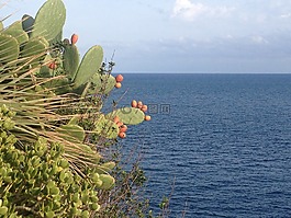 花椒梨,無(wú)花果,海