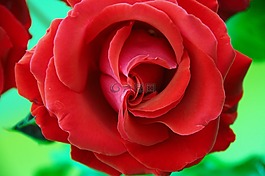 玫瑰,紅色,花