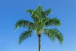 皇家棕榈,热带植物,棕榈树