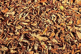 葉子,秋季,森林的地面