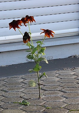 自信,花,石頭