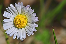 花,雛菊,瑪格麗特 ·