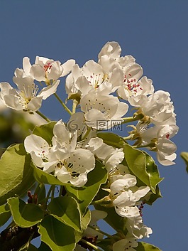 蘋果,蘋果花,蘋果樹