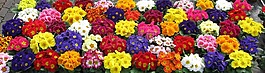報春花,豐富多彩,性質(zhì)