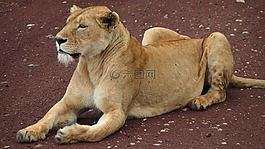 野生動(dòng)物園,非洲,坦桑尼亞