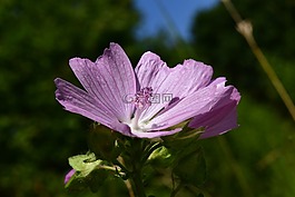玫瑰，錦葵,錦葵alcea,上漲錦葵