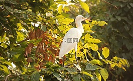 鷺,白,鳥