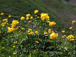 环球花卉,鲜花,黄色