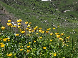 环球花卉,鲜花,黄色
