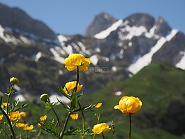 环球花卉,鲜花,黄色