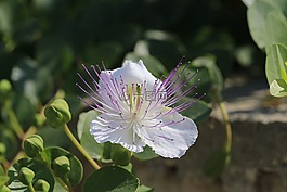 花,雀跃,鲜花