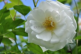 粉色,花,性質(zhì)
