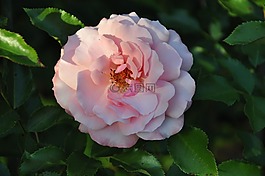 粉色,花,粉紅色的花
