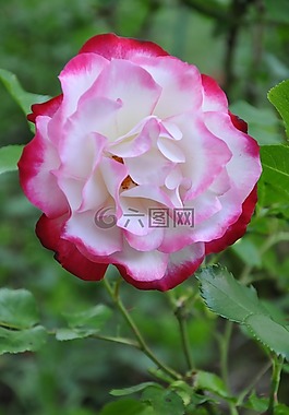 粉色,花,粉紅色的花