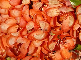 blütenmeer,鲜花,盛开