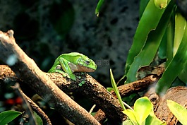 wilhema stuttgart,動(dòng)物園,蒂爾加滕