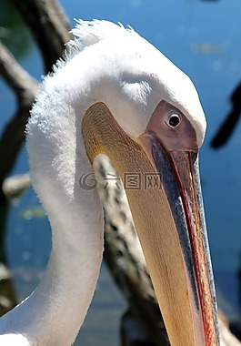 wilhema stuttgart,動(dòng)物園,蒂爾加滕