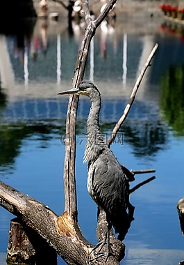 wilhema stuttgart,動(dòng)物園,蒂爾加滕