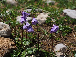 高山 soldanella,花,紫