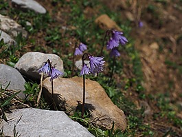 高山 soldanella,花,紫