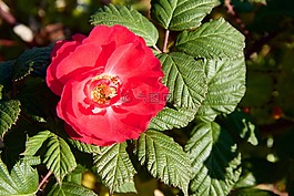 性質(zhì),花,玫瑰