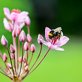 赫梅爾,開花,昆蟲
