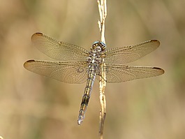 蜻蜓,orthetrum chrysostigma,美
