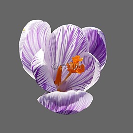 藏紅花,開花,紫