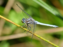 蓝蜻蜓,分支机构,orthetrum coerulescens