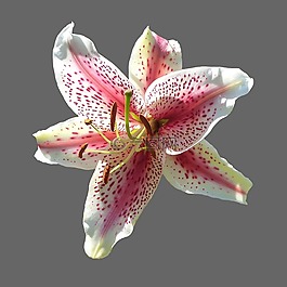 百合,開花,粉紅色