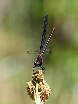 黑蜻蜓,calopteryx haemorrhoidalis,抢