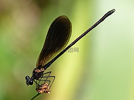 黑蜻蜓,calopteryx haemorrhoidalis,抢
