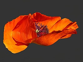 罂粟,klatschmohn,花