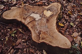 木材,日志,樹(shù)樁