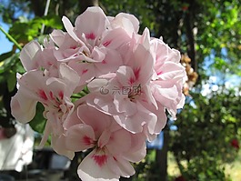 花,罗莎,naturalezan