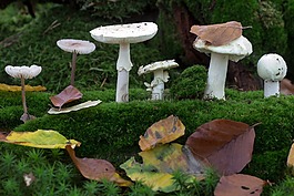 蘑菇,森林,苔