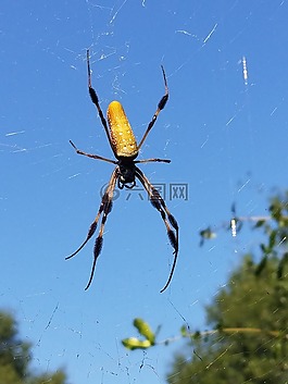 香蕉蜘蛛,蜘蛛,web