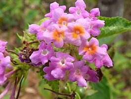 紫色花,特寫,夏天