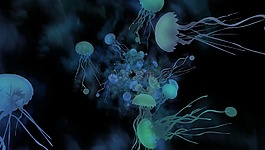 水母,動物,海