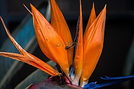花,開(kāi)花,布盧姆