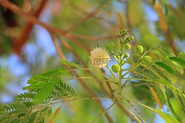 樹,人行道,公園